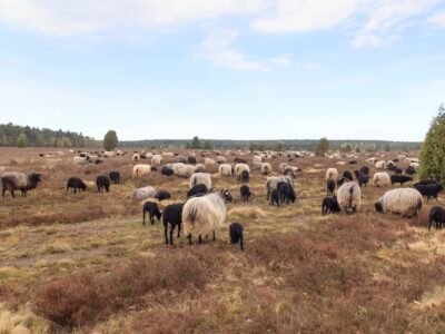 Ausflüge in der Lüneburger Heide mit Kindern