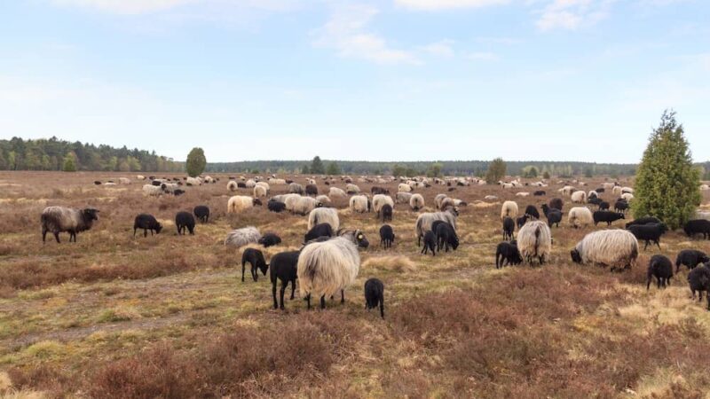 Ausflüge in der Lüneburger Heide mit Kindern